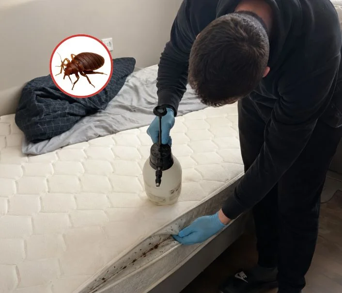 Technicien traitant un matelas contre les punaises de lit à Champigny-sur-Marne
